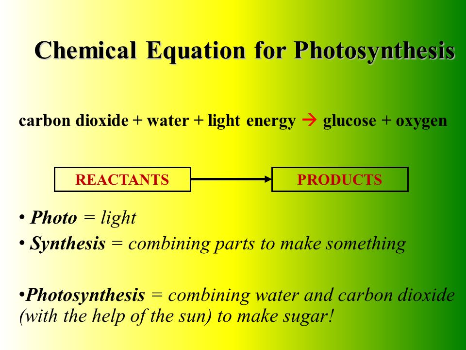 What Is Photosynthesis?
